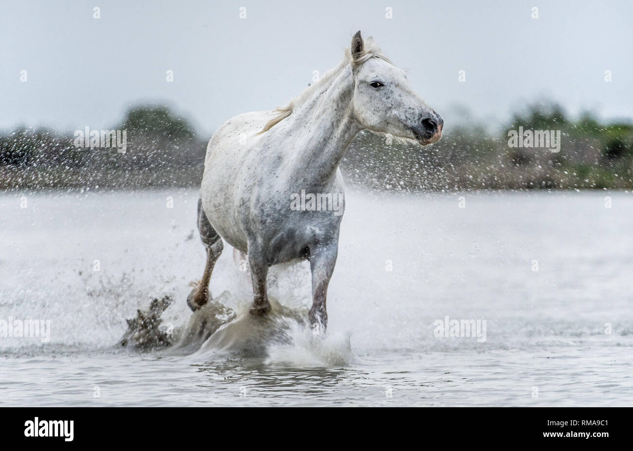 Camargue bianco cavallo al galoppo sull'acqua. Parc Regional de Camargue - Provenza, Francia Foto Stock