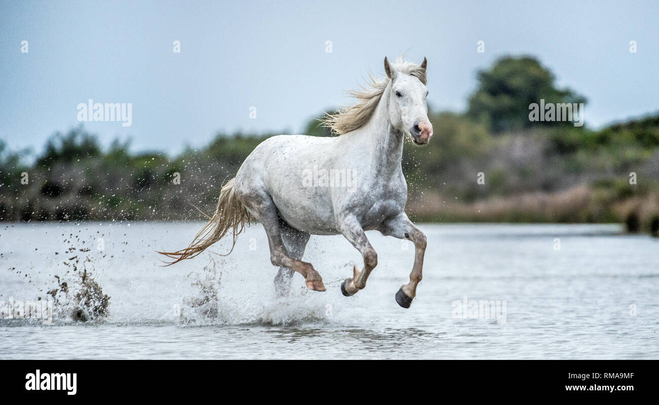 Camargue bianco cavallo al galoppo sull'acqua. Parc Regional de Camargue - Provenza, Francia Foto Stock