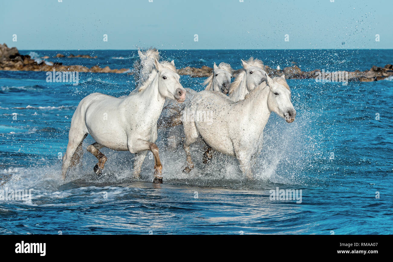 White Camargue cavalli al galoppo sull'acqua. Foto Stock