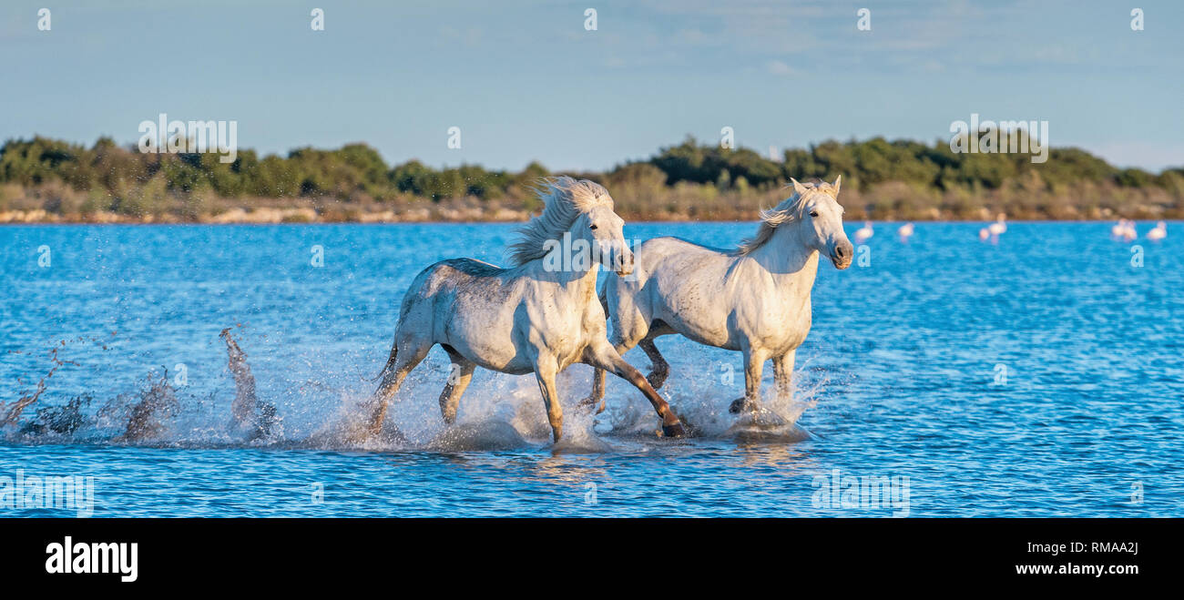 White Camargue cavalli al galoppo sull'acqua. Foto Stock