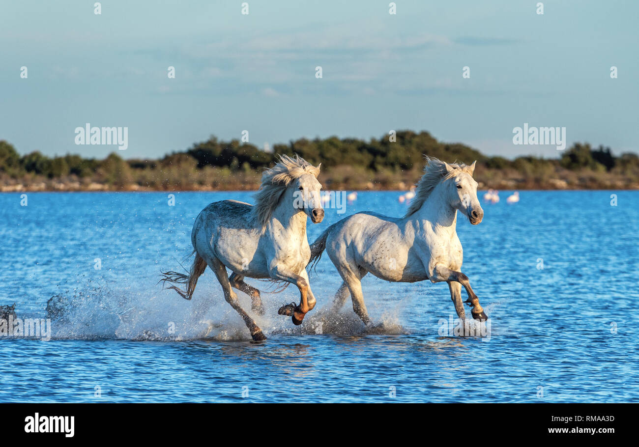 White Camargue cavalli al galoppo sull'acqua. Foto Stock