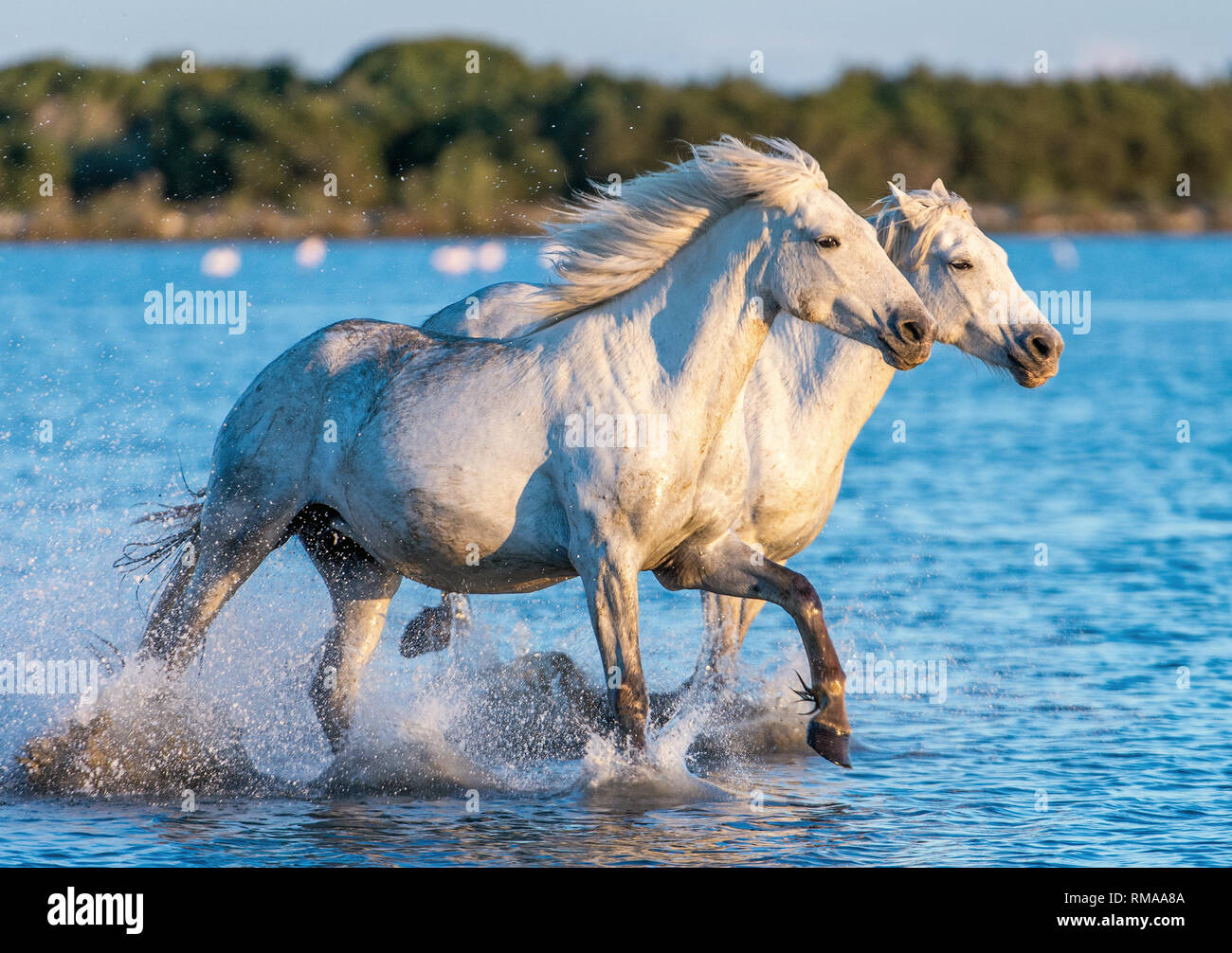 White Camargue cavalli al galoppo sull'acqua. Foto Stock