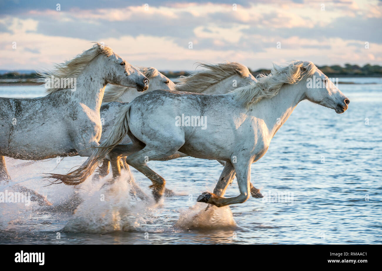White Camargue cavalli al galoppo sull'acqua. Foto Stock