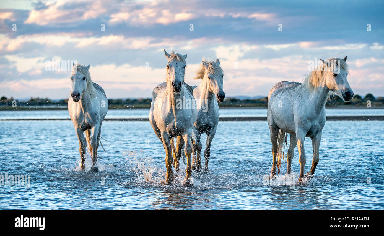 White Camargue cavalli al galoppo sull'acqua. Foto Stock