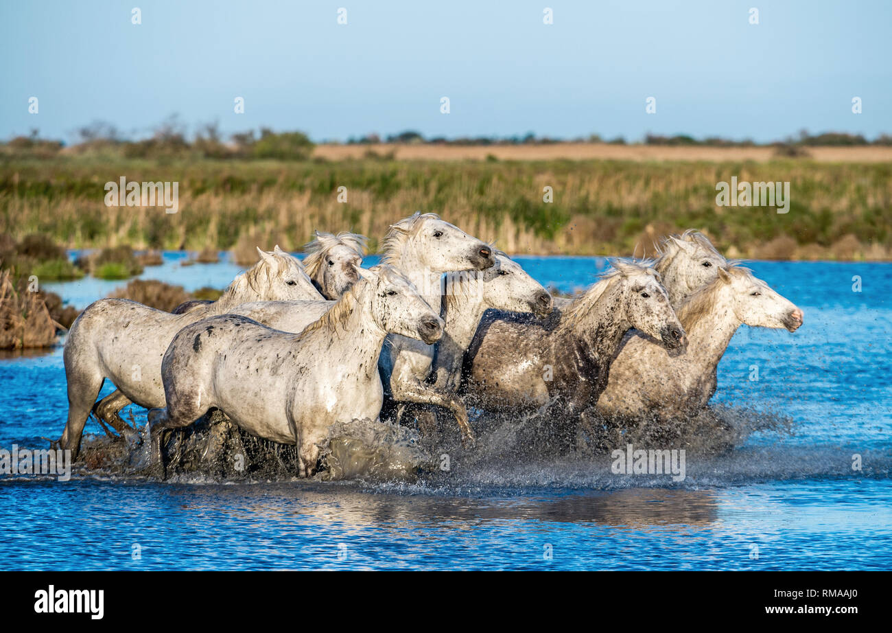 White Camargue cavalli al galoppo sull'acqua. Foto Stock