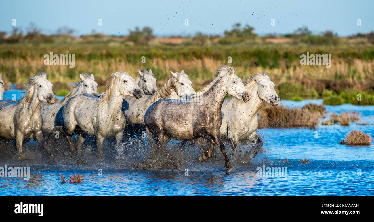 White Camargue cavalli al galoppo sull'acqua. Foto Stock