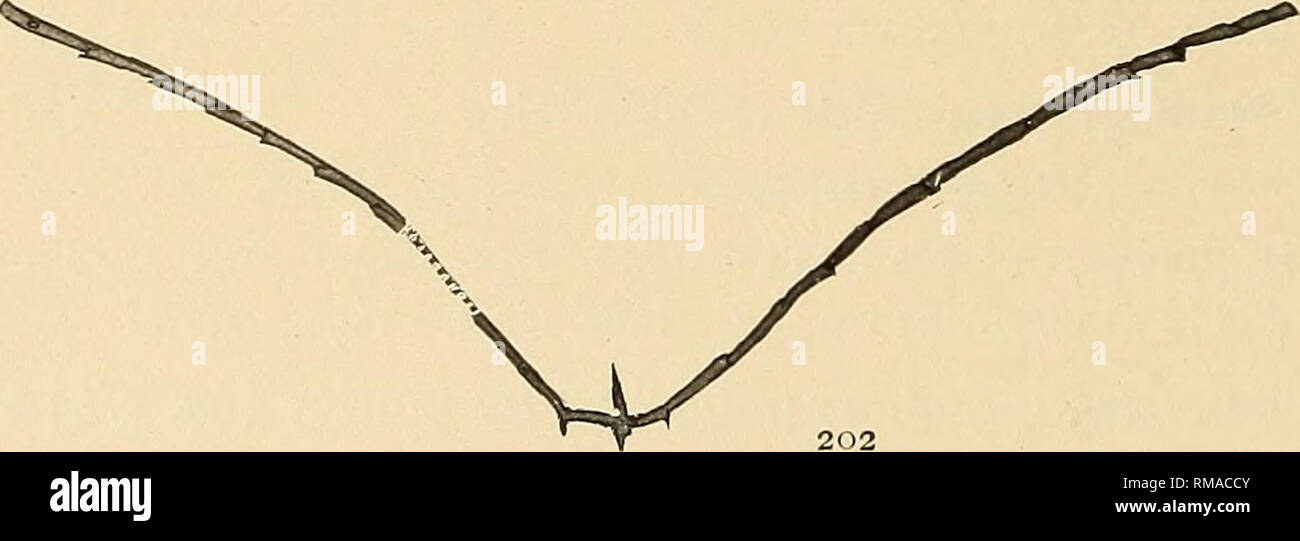 . Relazione annuale. Museo Statale di New York; scienza; scienza. 288 Museo Statale di NEW YORK aumentando però alla fine della prima della teca a 2400; sportelli combinati in una dolce curva flexuous alle loro estremità, media in larghezza circa 0,5 mm. Thecae 30 o 32 a 25 mm; adnate al coenosarcal canal, con dritto o molto leggermente margini convessi e leggermente inclinata apertural bordo. Le affinità di questa forma sono nettamente con S. pertenuis Lap- vale la pena e i suoi soci, S. explanatus e S . n i t i d u 1 u s. Da tutti questi, tuttavia si differenzia in assenza di rami secondari e in generale per Foto Stock