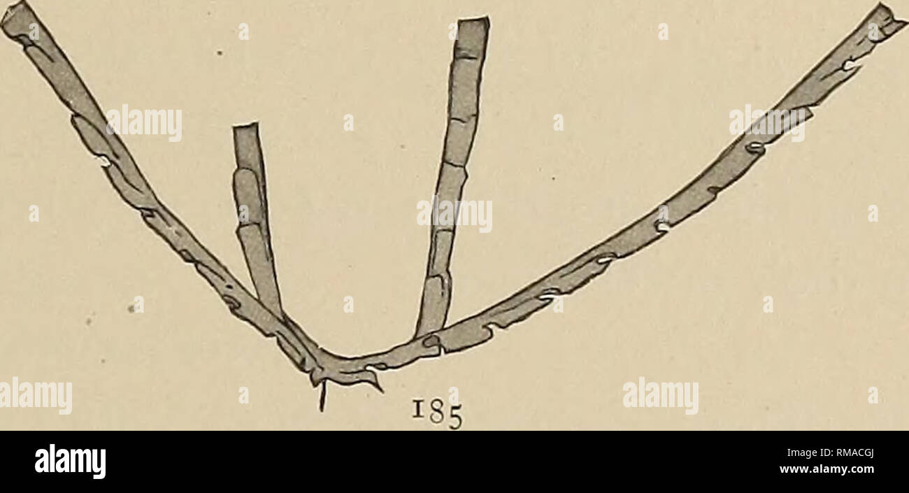 . Relazione annuale. Museo Statale di New York; scienza; scienza. Fig. 184, 185 Syndyograptus pecten sp. nov. Due del tipo esemplari. Fig. 184 mostra la sicula. x 5 ogni terzo della teca della stipe e ampliare la più rapidamente di quest'ultimo, il raggiungimento di una larghezza di 5 mm a una distanza di 15 mm. La sicula è incon- spicuous [vedi fig. 185]. La sua lunghezza è di circa 1,2 mm; la sua slanciata virgella sporge dalla sommità del rhabdosome. Le relazioni del primario thecae sono oscuri nei campioni ; il primo della teca sembra nascere dalla metà del sicula, ad essere piuttosto breve e per divergere ma una breve dist Foto Stock