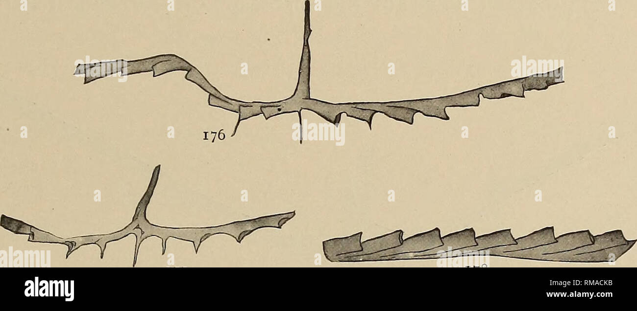 . Relazione annuale. Museo Statale di New York; scienza; scienza. I GRAPTOLITI DI NEW YORK, parte 2 263 thecae orso apertural lunghe spine che in alcuni esemplari sono estremamente snello (176), in altri relativamente stout (177). I rami sono prima ampiamente convessa, quindi leggermente concava, ma soprattutto di approccio a una linea retta e appaiono piuttosto rigido quando confrontati con quelli del tipo della specie. Questa funzione presentano ancora un grado più forte rispetto alla British offrono sentatives della varietà s p i n i f e r, sebbene essi non superino in larghezza finale (1 mm). 177 178 La Fig. 176-7S Leptograptus Foto Stock