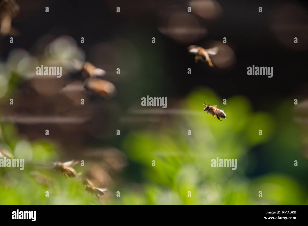 Gregge di heony bee colony battenti nella primavera giornata del sole nella natura Foto Stock
