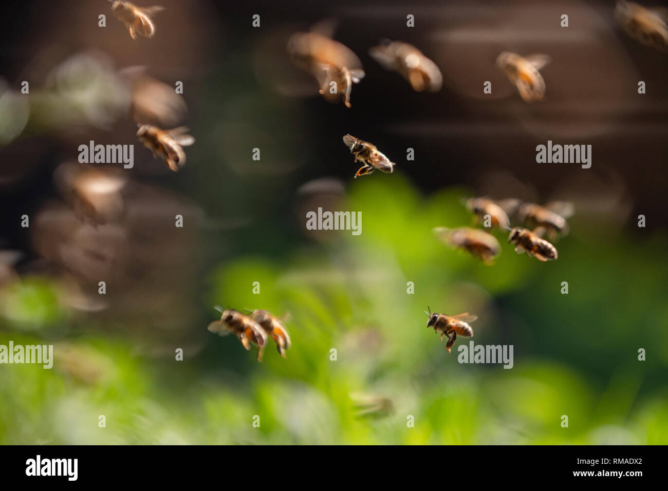 Gregge di heony bee colony battenti nella primavera giornata del sole nella natura Foto Stock
