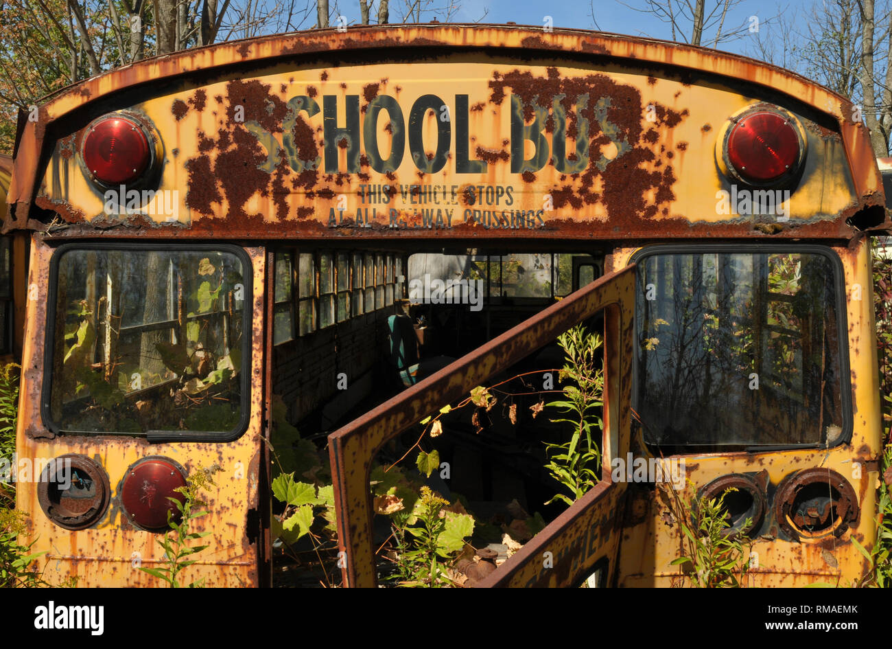 Un vecchio giallo scuola bus ruggini lontano sotto gli alberi in un rottame rurale cantiere. Foto Stock