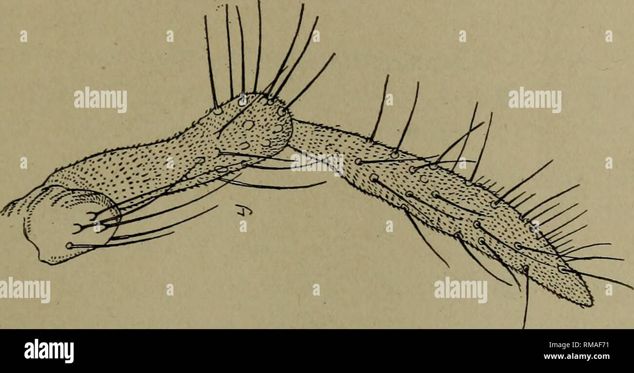 . Relazione annuale. Museo Statale di New York; scienza; scienza. Relazione DELLO STATO ENTOMOLOGO 1915 141 pesante, chitinized area si estende al quarto apicale, albero e irregolari con un settimanale chitinized, area crescentica posteriormente; pelle shag- reened; segmento terminale snello, bilobed. Maschio. Lunghezza 4 mm. Le antenne che si estende attorno al quinto segmento addominale, grossolanamente dai capelli fini, marrone chiaro, al basale seg- menti giallognolo fuscous; 14 segmenti, il terzo con una lunghezza pari a sei volte il suo diametro. Palpi; il primo segmento breve, stout, subquad-. Fig. 25 Asphondylia diervillae. Palpus di femmine, ingrandita Foto Stock