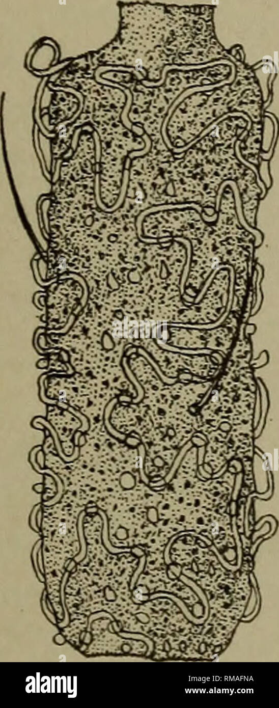 . Relazione annuale. Museo Statale di New York; scienza; scienza. Relazione DELLO STATO ENTOMOLOGO I915 115 1892 Kieffer, J. J. Wien Ent. Zeit., 11:220 (A. sarothamni) 1892 Rubsaamen, E. W. Berl. Ent. Zeitschr., 37:367 1892 Teobaldo, F. V. Acct. Brit. Mosche, p. 51, 85 1895 Kieffer, J. J. Wien. Ent. Zeit., 14:10 1897 Syn. Cecid. de Eur. &Amp; Alg., p. 11, 19 1900 Soc. Ent. Fr. Ann., 49:446, 447 (Phyllophaga) pi. 16, fig. 4; pi. 20, fig. 7; pi. 22, fig. 6; pi. 28, fig. 4; pi. 33, fig. 16, 18; pi. 34, fig.12; pi. 36, fig. 2, 11, 12, 13 1908 feltro, E. P. N. Y. membro Mus. Bui. 124:375-76 1911 N. Y. Ent. Soc Foto Stock