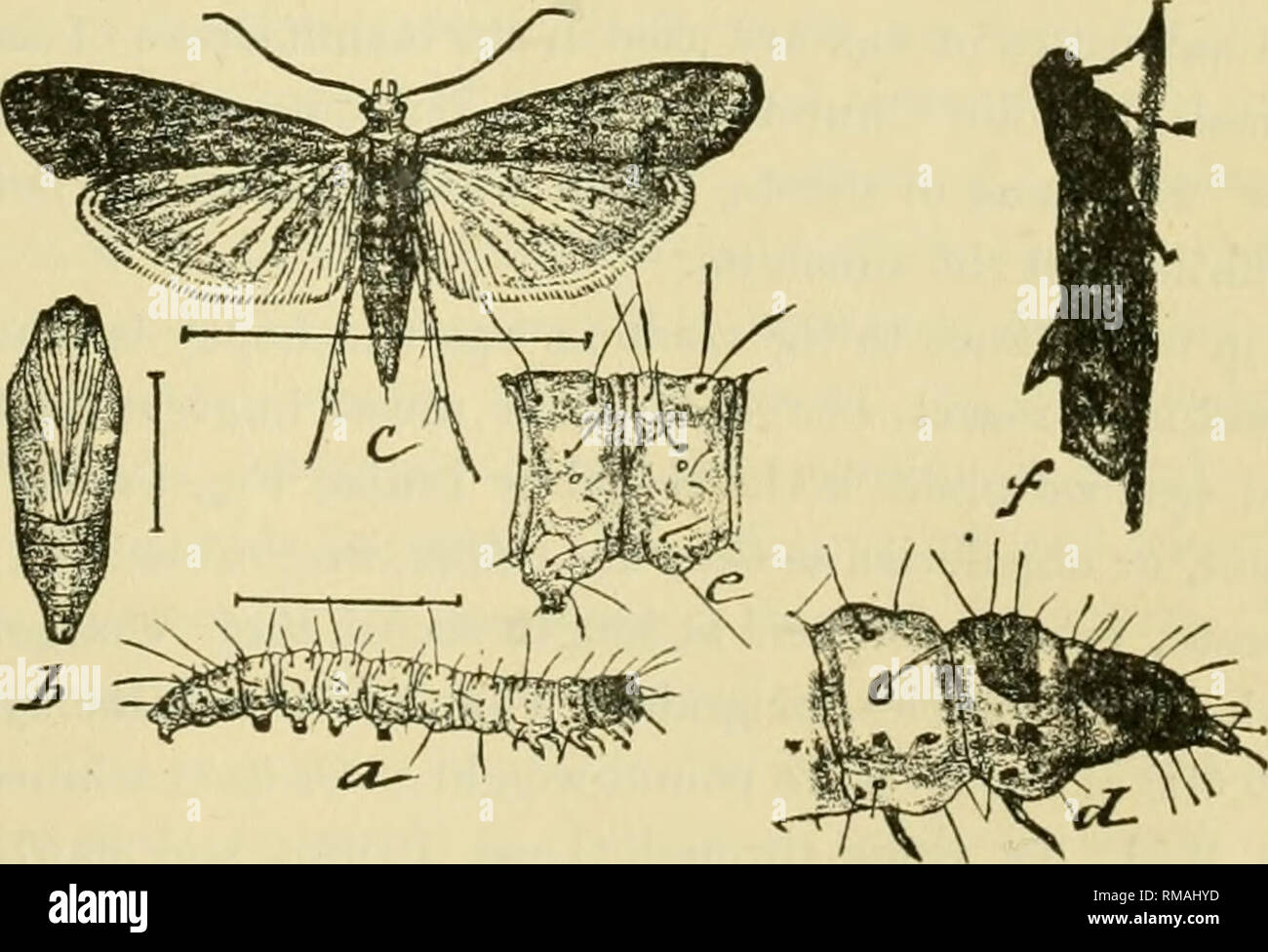 . Relazione annuale. Società Entomologica di Ontario; pesti di insetto; insetti -- Ontario periodici. Fig. 5. Farina di mediterraneo-M.ITH. Alcune specie del nostro British Columbian fauna insetti mi sembrano avere una molto più vicini generale somiglianza con specie europee, rispetto a quelle del Canada orientale e i nuovi Stati in Inghilterra. ¥ov esempi : Parnassius Clodius, uomini, ha una somiglianza,a Parno.ssins Apollo, Linn. Anthocharis Ausonides, Bdv., Pontia Daplidice, Fab, 2 EN.. Si prega di notare che queste immagini vengono estratte dalla pagina sottoposta a scansione di immagini che possono essere state migliorate digitalmente per la leggibilità - colorazione Foto Stock