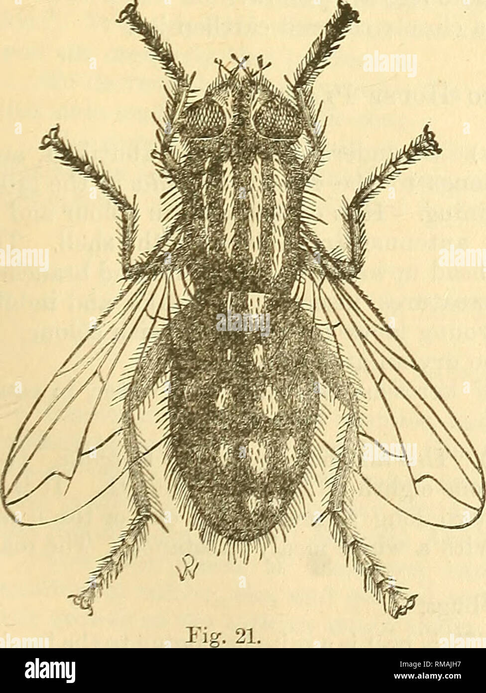 . Relazione annuale. Società Entomologica di Ontario; pesti di insetto; gli insetti. 37 II.-insetti che colpiscono il cibo. 6. La granella Tarma (tinea granella) appartiene alla famiglia Tineidce nell'ordine Zepidoptera. Nel suo stato perfetto questo insetto è di circa un terzo di un pollice a lungo. È lucida ali anteriore con marmo grigio e marrone, e macchiato con macchie scure. La sua hind ali sono tracce nerastre. Ci sono due covate nell'anno. Il primo appare in maggio, e la seconda nel mese di agosto. Il giovane da quest'ultimo live attraverso l'inverno. I bruchi, non appena si sono schiuse iniziare a mangiare il grano e lo spin Foto Stock