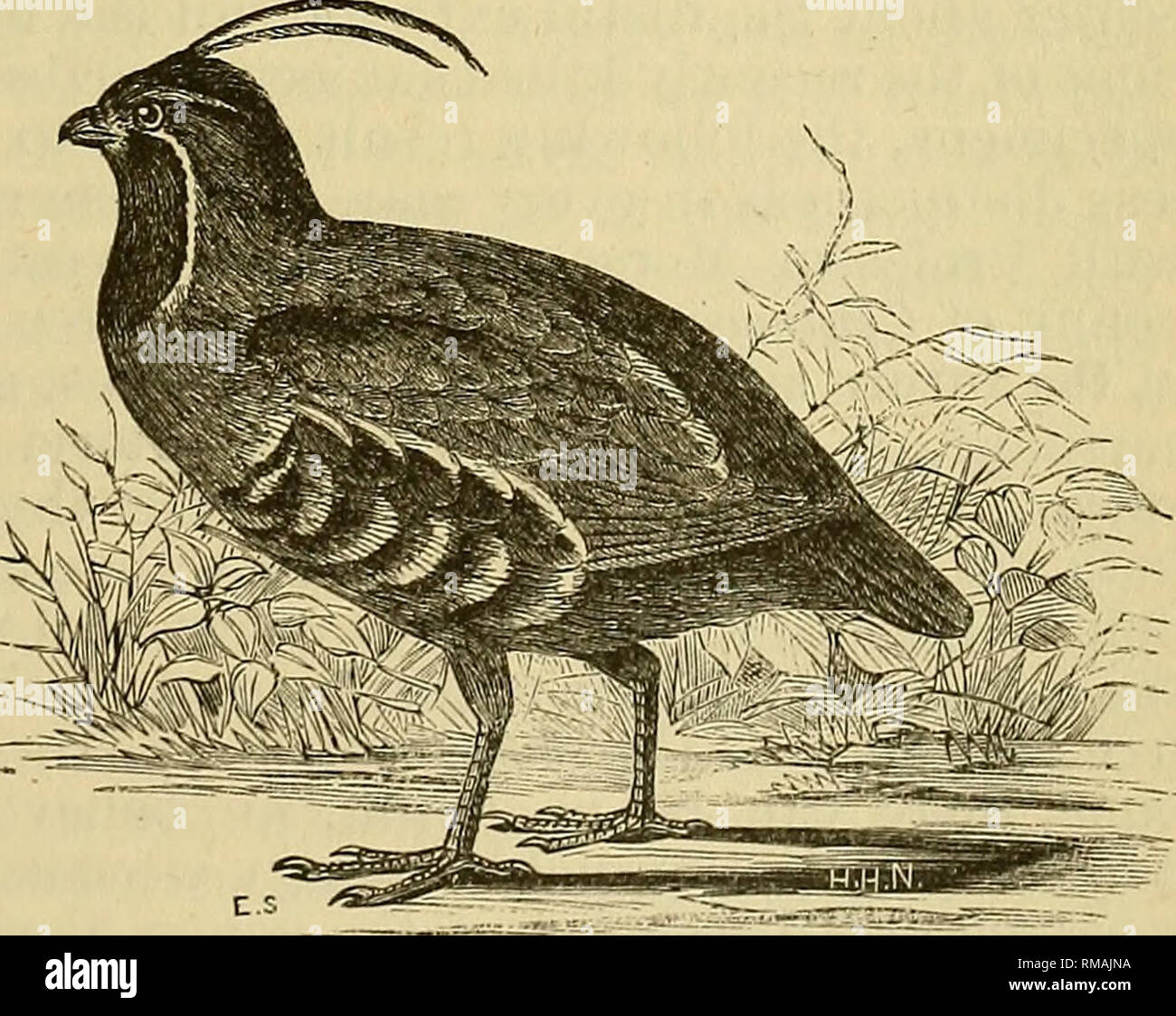 . Relazione annuale. 1st-12th, 1867-1878. Geologia. shufeli-t.] osteologia del TETKAONID.E. 695 Questa splendida appendice ui questo uccello, troviamo il tbe quattro coccygeal verte- brae molto ampio e spalmatura, mentre il pygostyle è ugualmente exten- sive, essendo costituito da due piastre orizzontali collegati da uno verticale, longitudinale giacente nel piano di mezzeria. Il bacino e le vertebre caudali, compreso il pygostyle in faraona, sono molto lo stesso pattern come li troviamo tra il gallo cedrone generalmente, e sia di questo uccello e Pavo hanno la caratteristica spina sporgente anteriormente al di là della ac Foto Stock