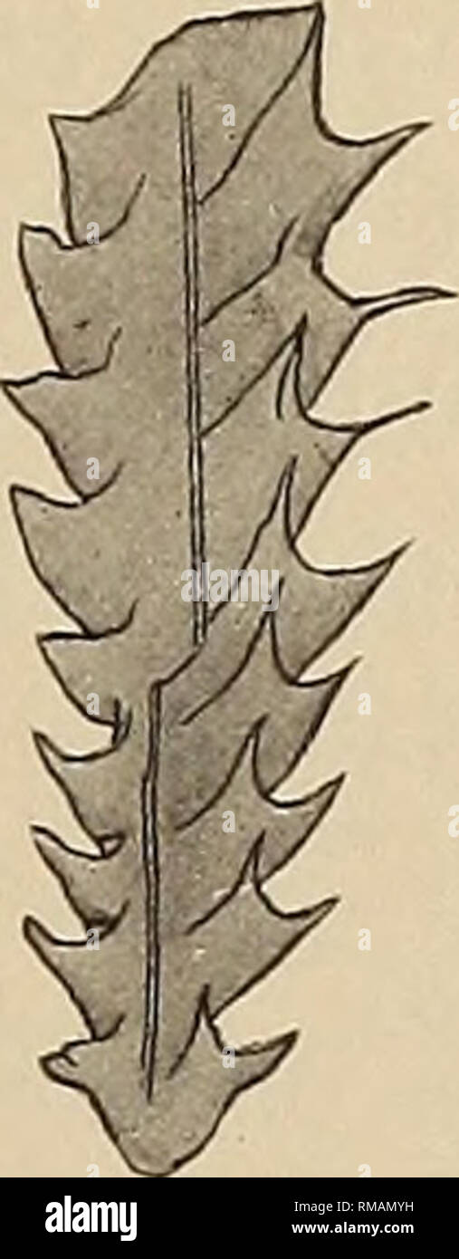 . Relazione annuale. Museo Statale di New York; scienza; scienza. I GRAPTOLITI DI NEW YORK, parte 2 71. Fig. 1 Glosso- graptus quadri- mucronatus var. cornutus nov. Frammento di rhab- jmc, x 5 rimucronatus [vedere il testo di fig. i]. Nei generi Dicellograptus e Dicranograptus il thecae possiedono una sigmoide curvatura e le aperture sono situati in ben definiti gli scavi. Il punto pi esposto della teca è quindi la fibbia sporgente al centro della porzione libera del margine ventrale [vedere il testo di fig. 2], e lì la colonna vertebrale è sempre trovato. Una analoga posizione delle spine è trovato in i graptoliti Foto Stock