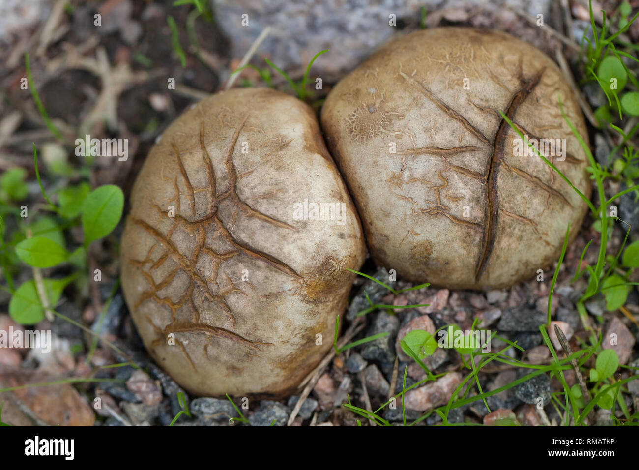 Terra di funghi a sfera Foto Stock