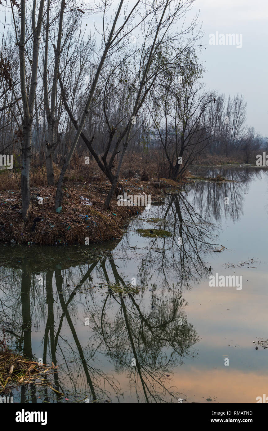 La riflessione di alberi in un acqua inquinata corpo. Lievi verdognoli di colore arancione dovuta al tramonto riflesso sulla superficie del lago. Inquinamento di plastica sulle rive del fiume Foto Stock