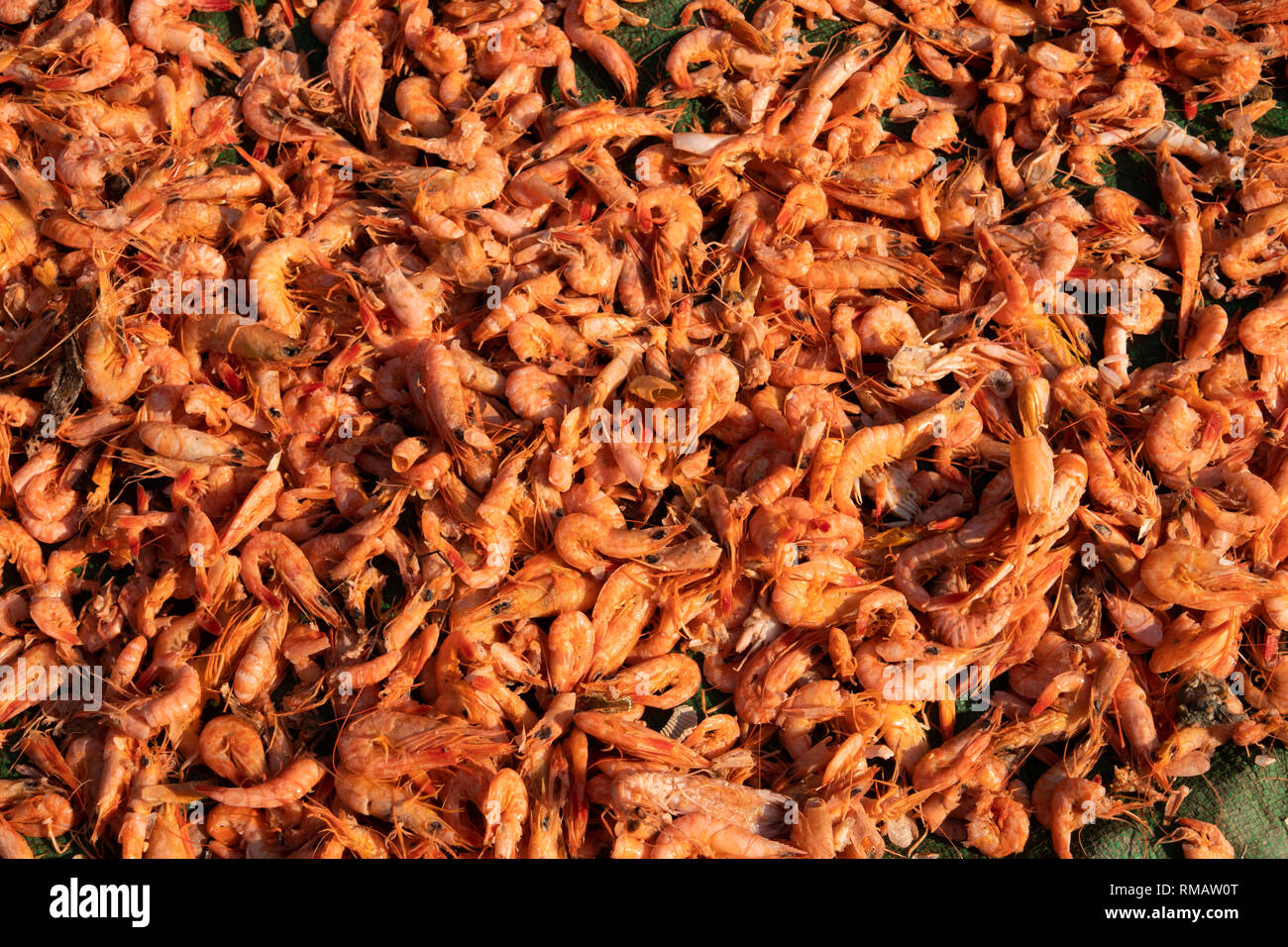 Cambogia, Kampot Provincia, Kampot, Trey Koh, pesce Isola, Traeuy Kaoh villaggio di pescatori di gamberi cotti al di fuori di essiccazione al sole Foto Stock