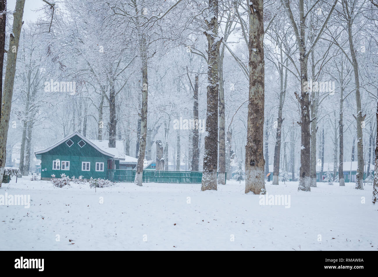 Un colore verde hut lodge cabina in un fitto bosco durante la stagione di neve. Una casa in un bianco paesaggio invernale. Grandi alberi di acero nella neve Foto Stock