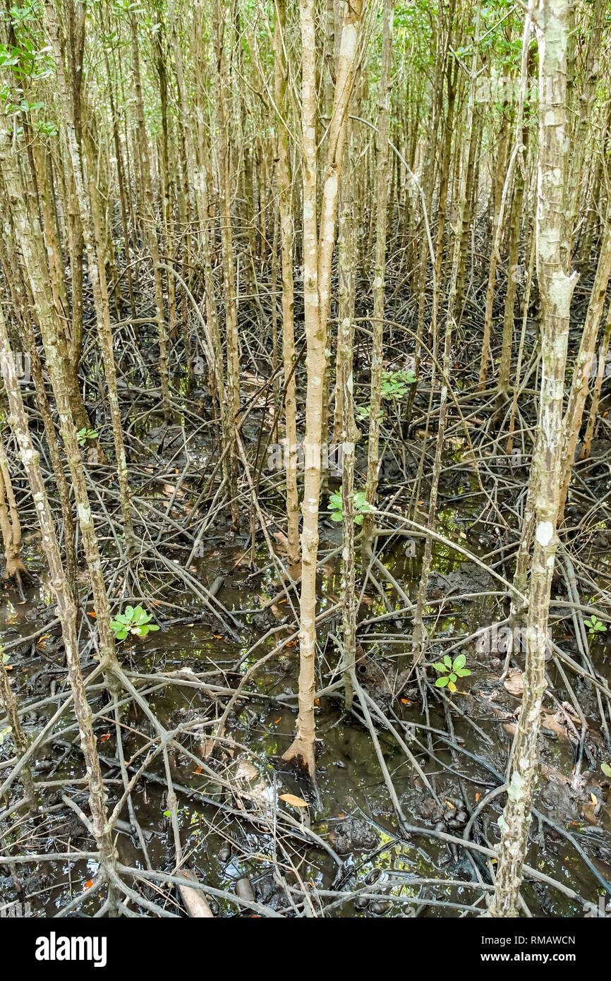 La conservazione dell ambiente la foresta di mangrovie in provincia Trad, Thailandia. Foto Stock