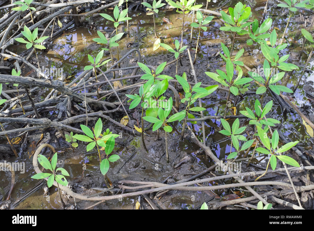 La conservazione dell ambiente la foresta di mangrovie in provincia Trad, Thailandia. Foto Stock