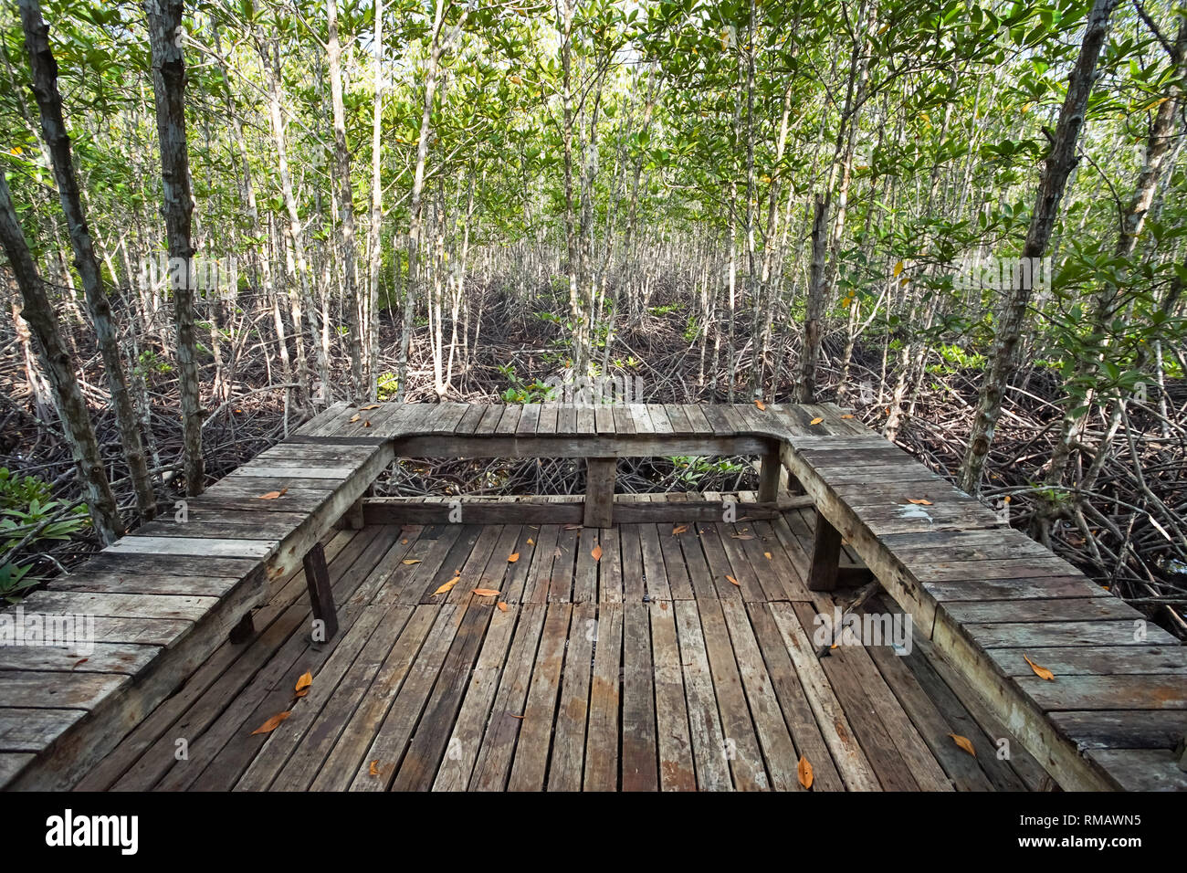 La conservazione dell ambiente la foresta di mangrovie in provincia Trad, Thailandia. Foto Stock