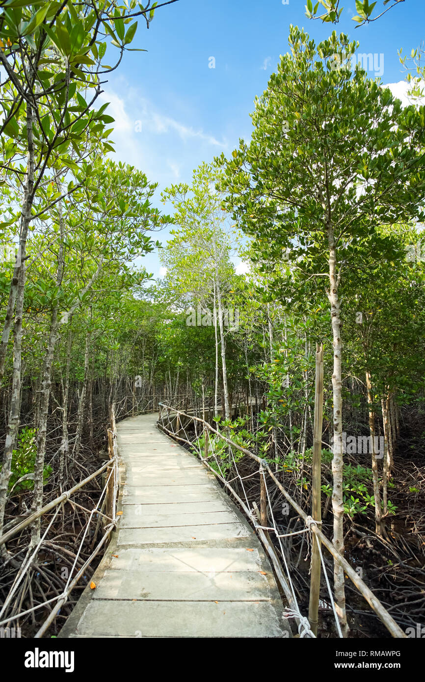 La conservazione dell ambiente la foresta di mangrovie in provincia Trad, Thailandia. Foto Stock