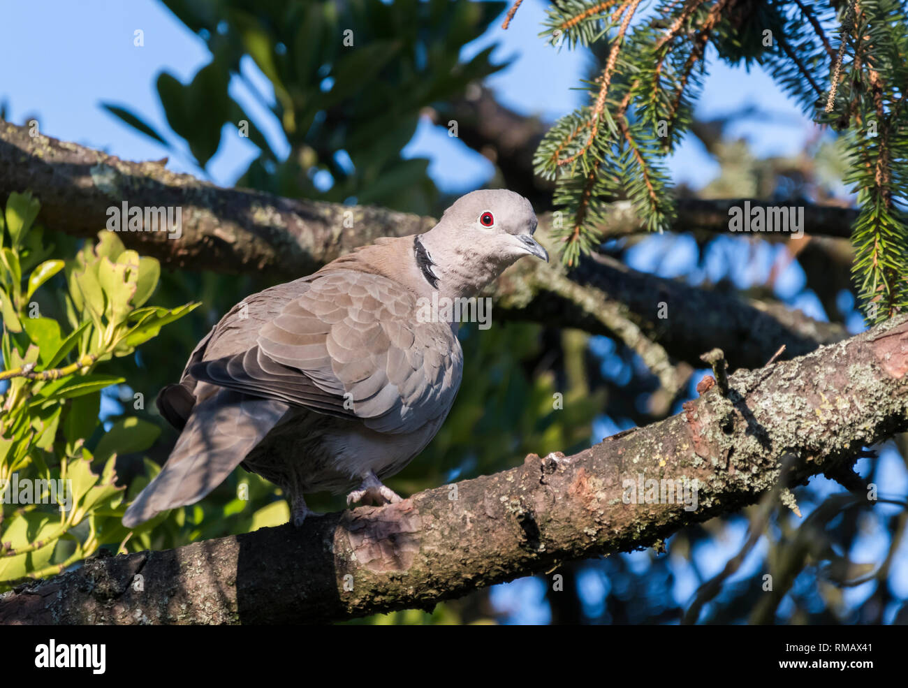Adulto Eurasian Collarred dove (Streptopelia decaocto) appollaiato in un albero in inverno nel Sussex occidentale, Inghilterra, Regno Unito. Foto Stock