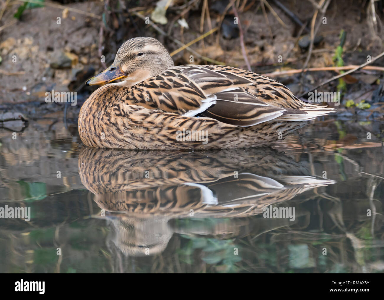 Femmine di anatra germano reale (Anas platyrhynchos), vista laterale, galleggiante in acqua con una riflessione in inverno nel West Sussex, Regno Unito. Foto Stock