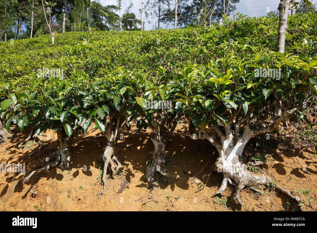 La piantagione di tè in Sri Lanka altipiani centrali. La raccolta, agricolo locale il concetto di business. Foto Stock