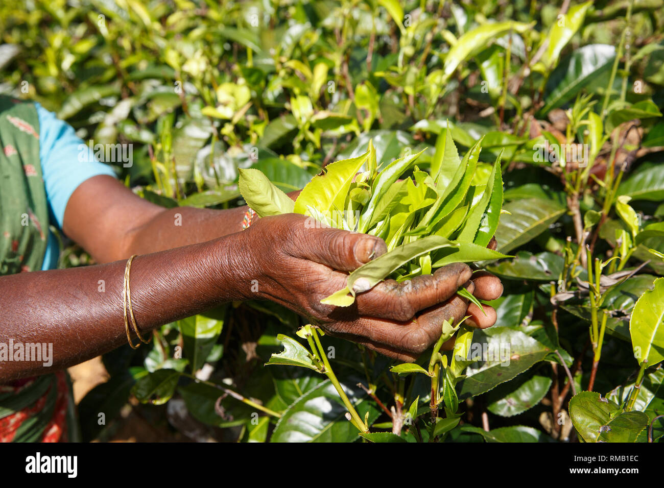 Le mani di una donna raccoglitrice di tè Il tè di prelievo sulla piantagione in Sri Lanka altipiani centrali. La raccolta, agricolo locale il concetto di business. Foto Stock