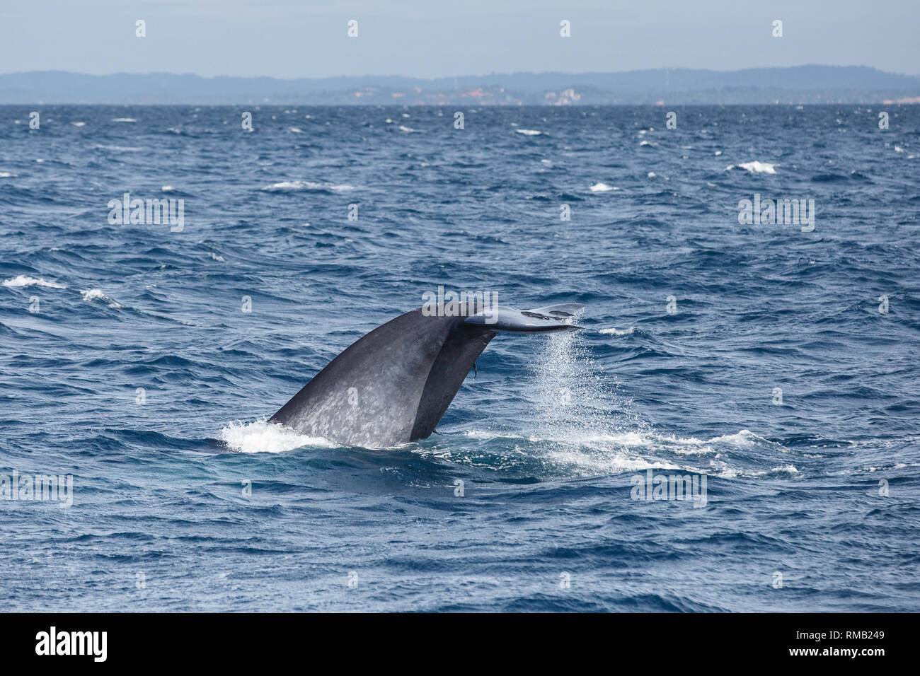 Blue safari avvistamento balene in Sri Lanka. La balenottera azzurra in mare aperto. Coda della grande balena blu. Foto Stock
