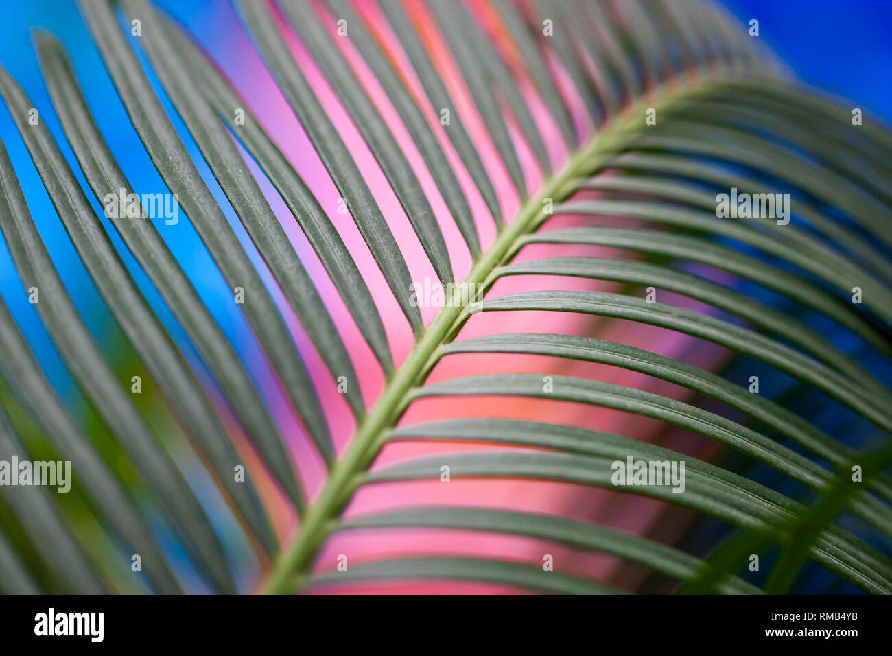 Houseplant foglia messa a fuoco selettiva. blured blu e sfondo rosa. linea diagonale. Foto Stock