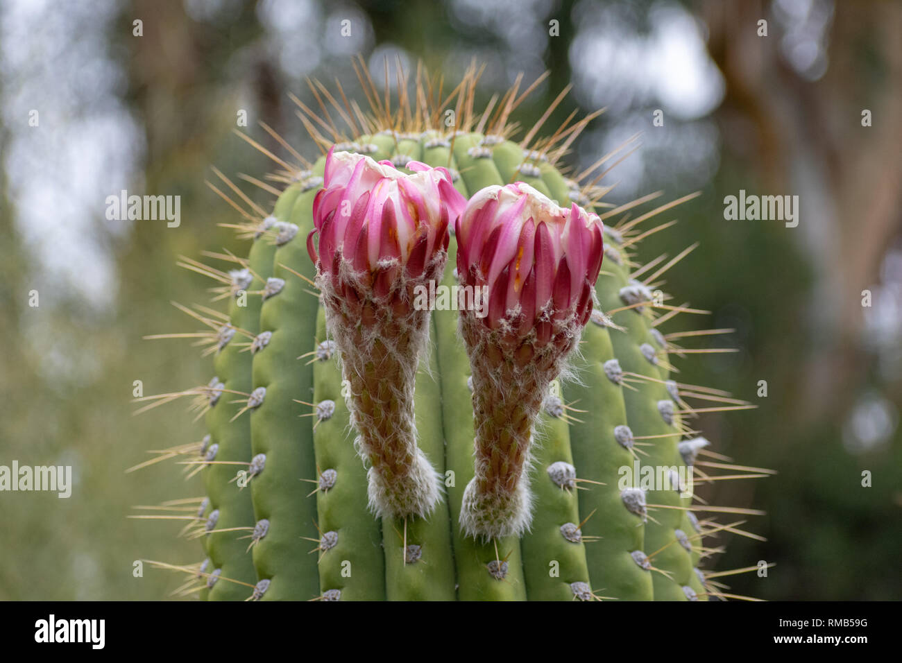 Due grandi rosa viola fiore nascere sul gambo verde con spine taglienti di cactus echinopsis Foto Stock