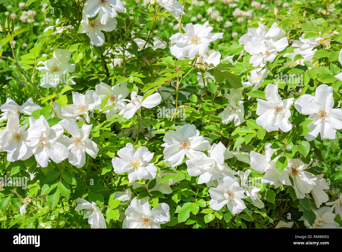 Boccola di fioritura di una rosa che fiorisce in fiori bianchi. boccioli di rose sono state fioritura su una boccola in un giardino Foto Stock