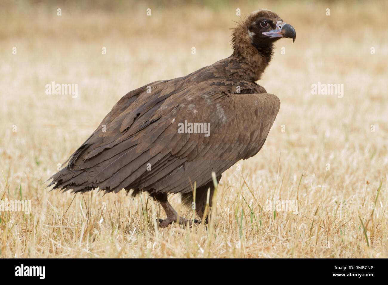 Avvoltoio nero (bambino) in Valdeprado del Río, a nord della Spagna Foto  stock - Alamy