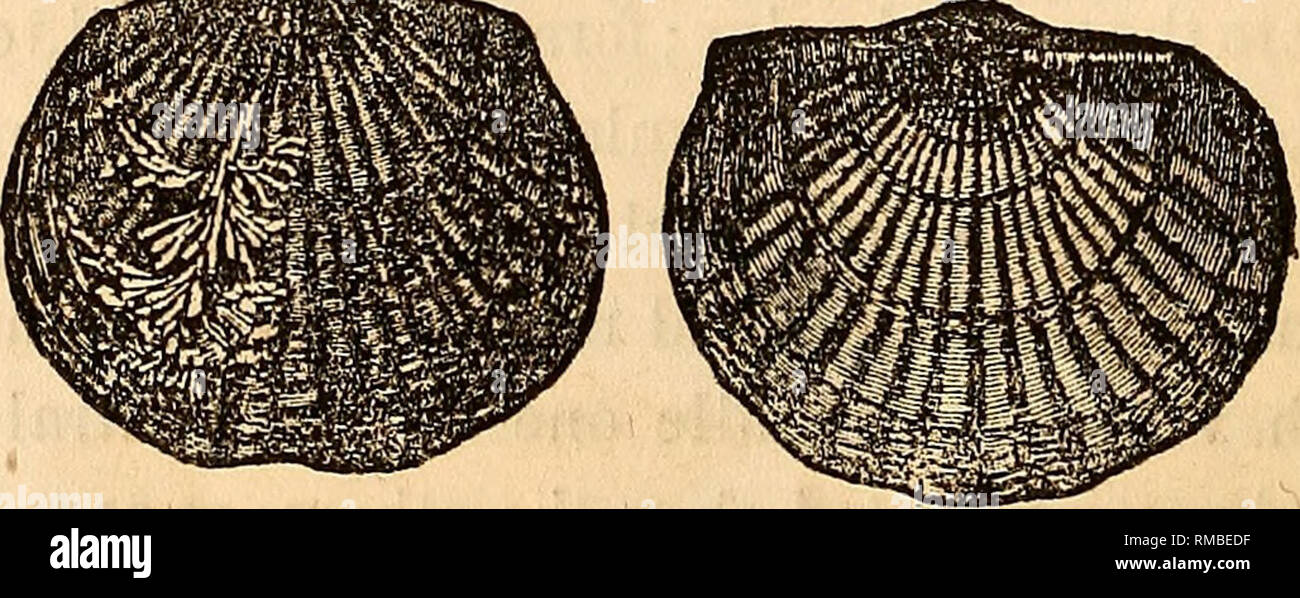 . Relazione annuale del Regents dell'Università dello stato di New York sulla condizione del membro il Gabinetto di Storia Naturale e il centro storico e la Raccolta antiquaria ad esso allegato. La scienza. 153 [Senato In alcuni casi la costae bifurcate, e quella centrale sulla valvola ventrale più frequentemente presenta questo carattere. Esemplari di certo lo- calities mostrano una scarsa differenza percettibile nella dimensione della costae, e nessuna centrale carination. Questa specie è piuttosto peculiare, non avente alcun rappresentante come f^ir come pre- inviato nota in qualsiasi delle nostre formazioni, e può essere considerata un Foto Stock