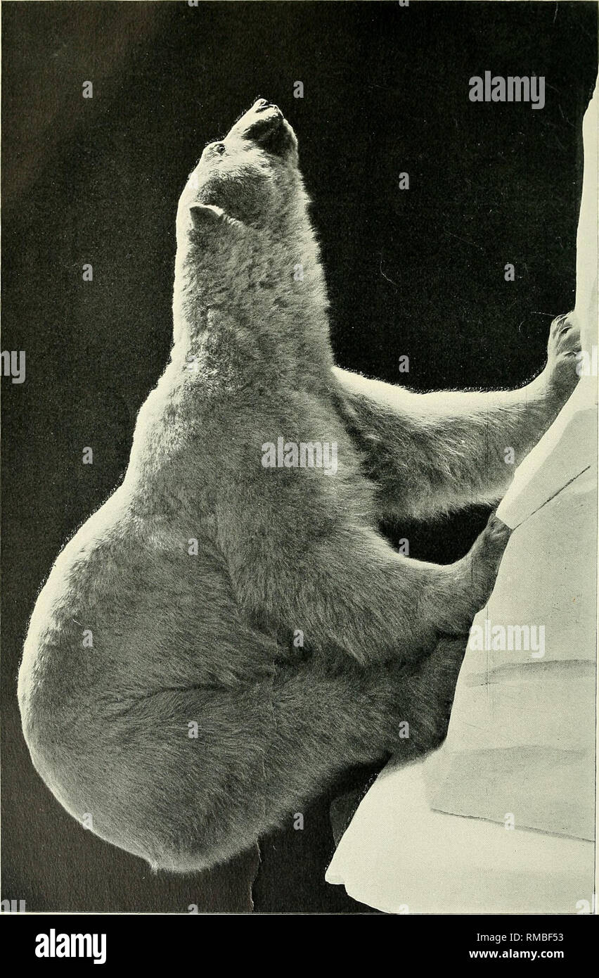 . Relazione annuale del Museo Americano di Storia Naturale per l'anno. Il Museo Americano di Storia Naturale; i suoi musei di storia naturale. . Si prega di notare che queste immagini vengono estratte dalla pagina sottoposta a scansione di immagini che possono essere state migliorate digitalmente per la leggibilità - Colorazione e aspetto di queste illustrazioni potrebbero non perfettamente assomigliano al lavoro originale. Il Museo Americano di Storia Naturale. New York : [Il Museo] Foto Stock