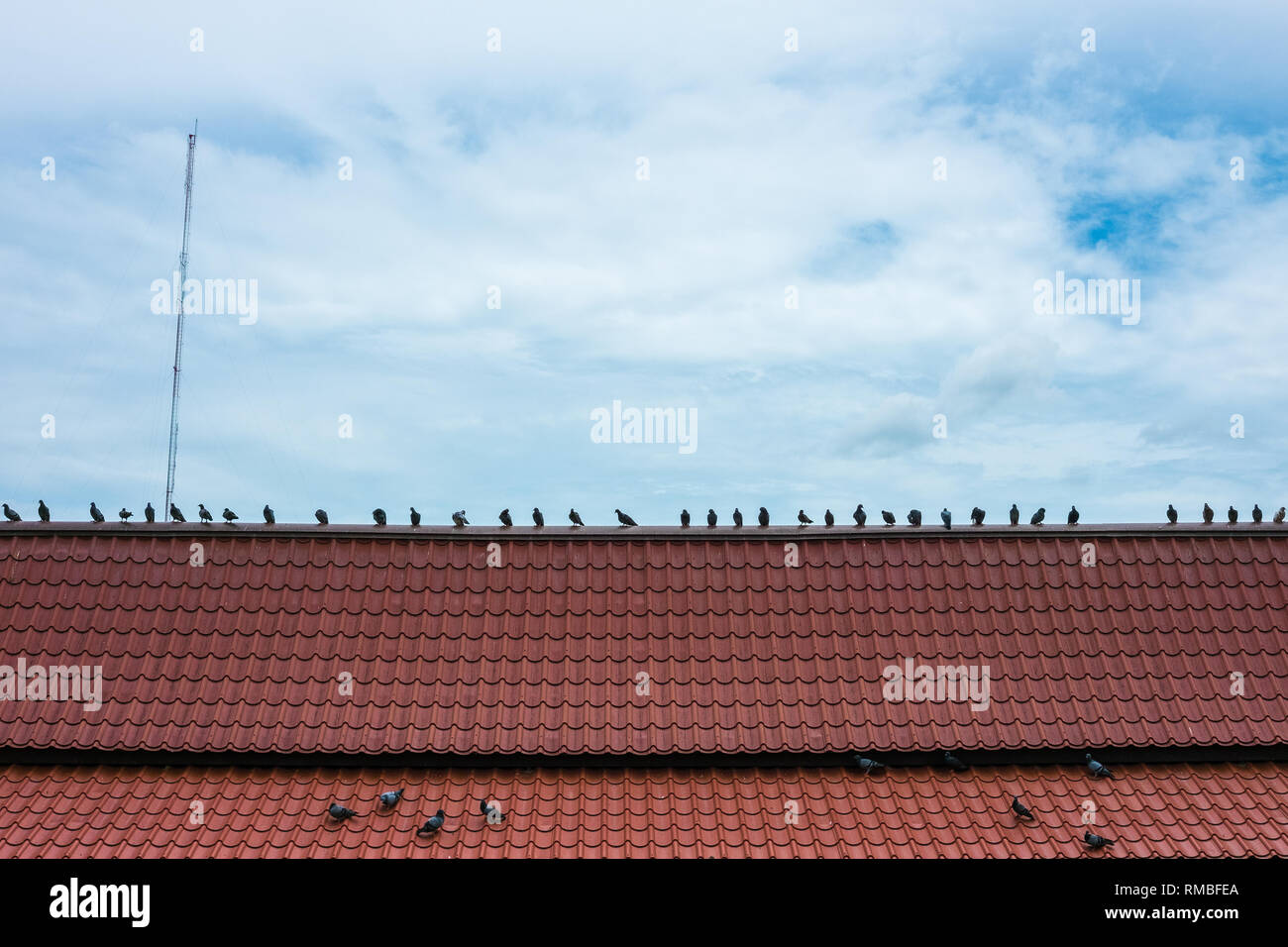 Il movimento dei Piccioni in piedi sul tetto Foto Stock
