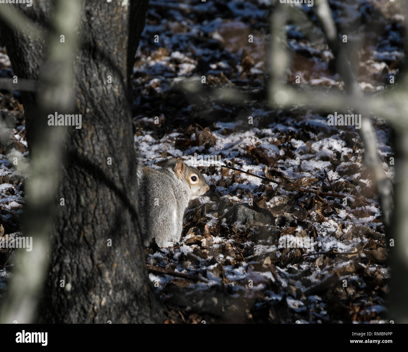 Scoiattolo grigio tra gli alberi in inverno con una leggera copertura di neve Foto Stock