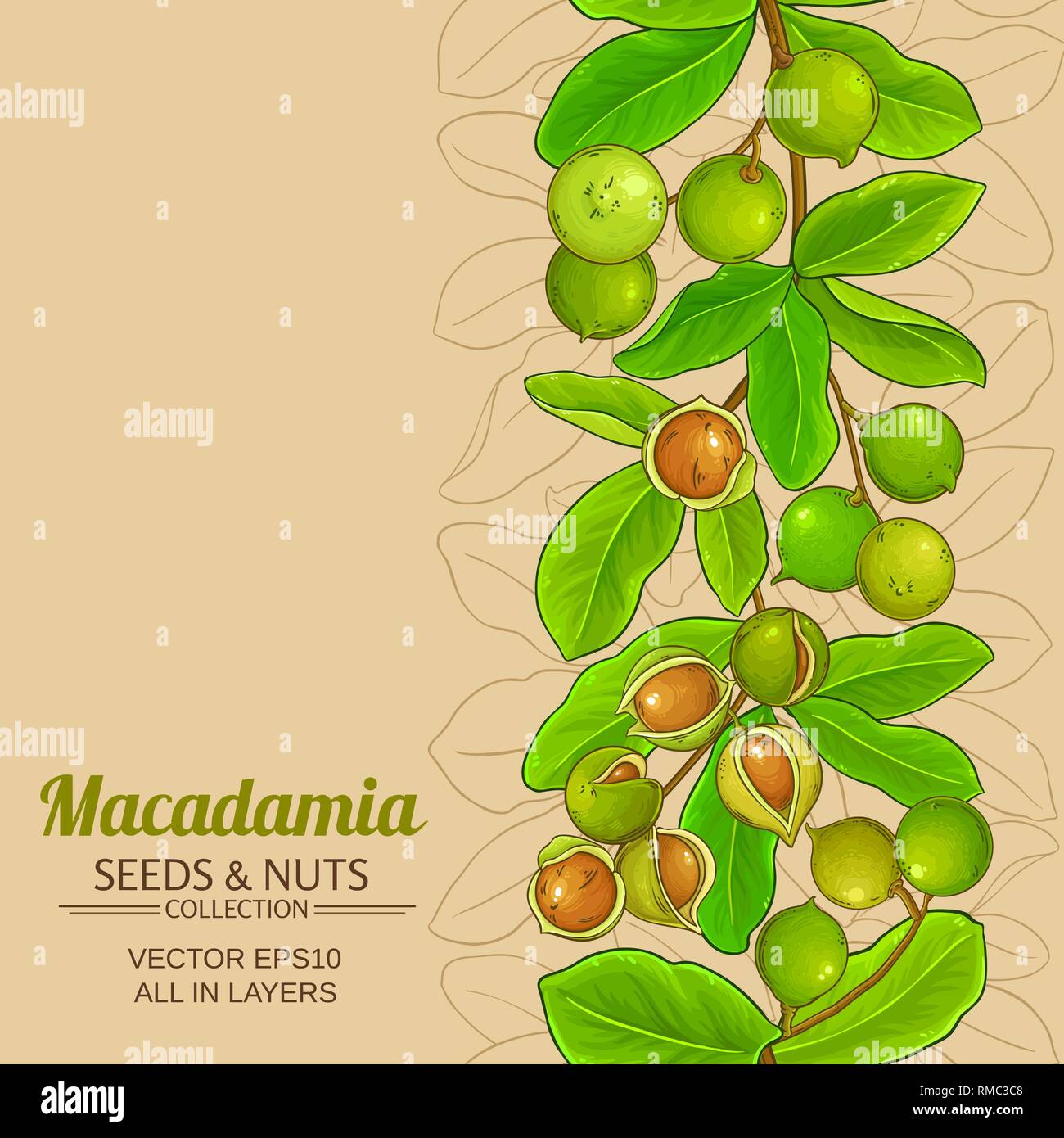 Vettore di macadamia pattern sul colore di sfondo Illustrazione Vettoriale