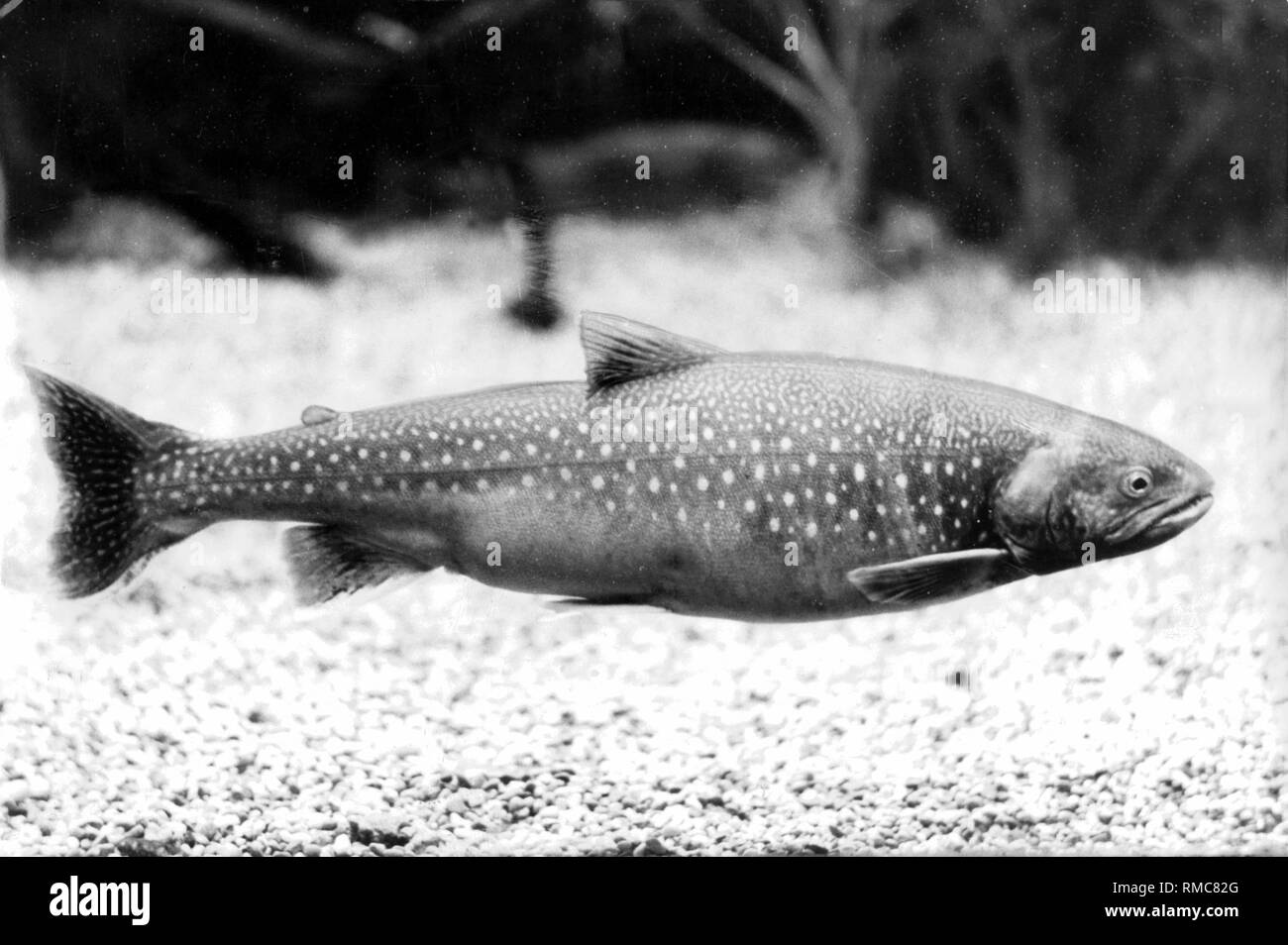 Caratteri (Salvelinus) sono salmonidi trovati nella fresca e ricca di ossigeno di acqua dolce l'emisfero settentrionale e le Alpi. Non datata (foto) Foto Stock