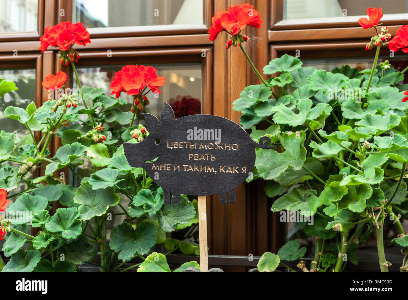 Cartello in legno in forma di maiale e di begonia fiori di colore rosso. Iscrizione sul cartello: fiori può essere scelta solo da me e quelli come me Foto Stock