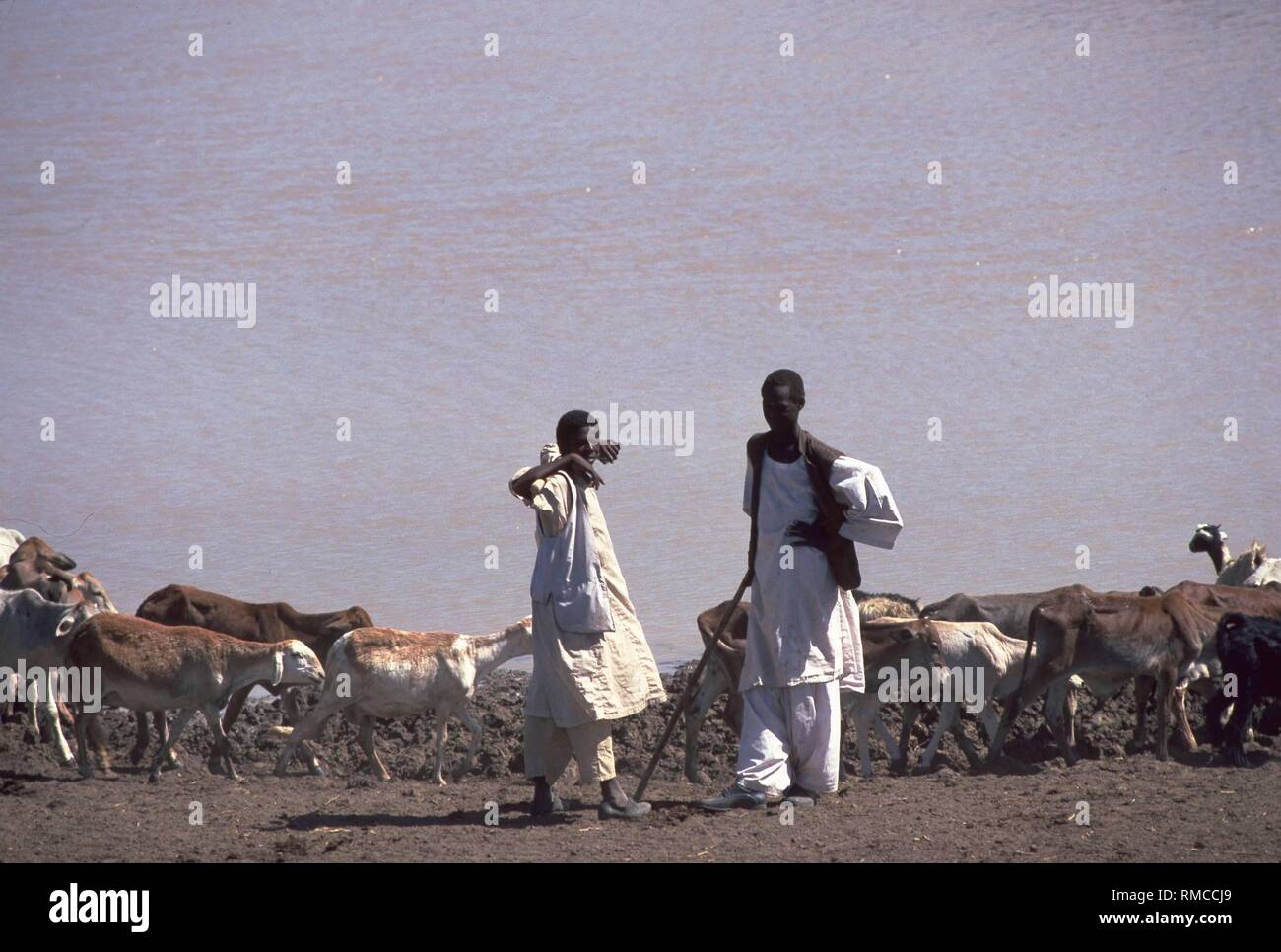 Due i sudanesi pastori con i loro greggi e mandrie di bovini a pozioni negozio vicino a El-Fashir. Foto Stock