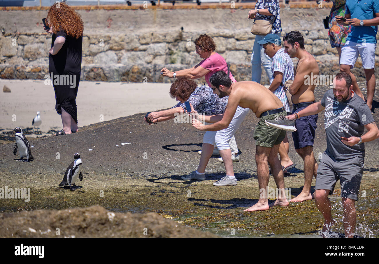 Gruppo di visitatori che circonda un pinguino africano al fine di catturare la loro immagine perfetta. Simonstown, Sud Africa Foto Stock