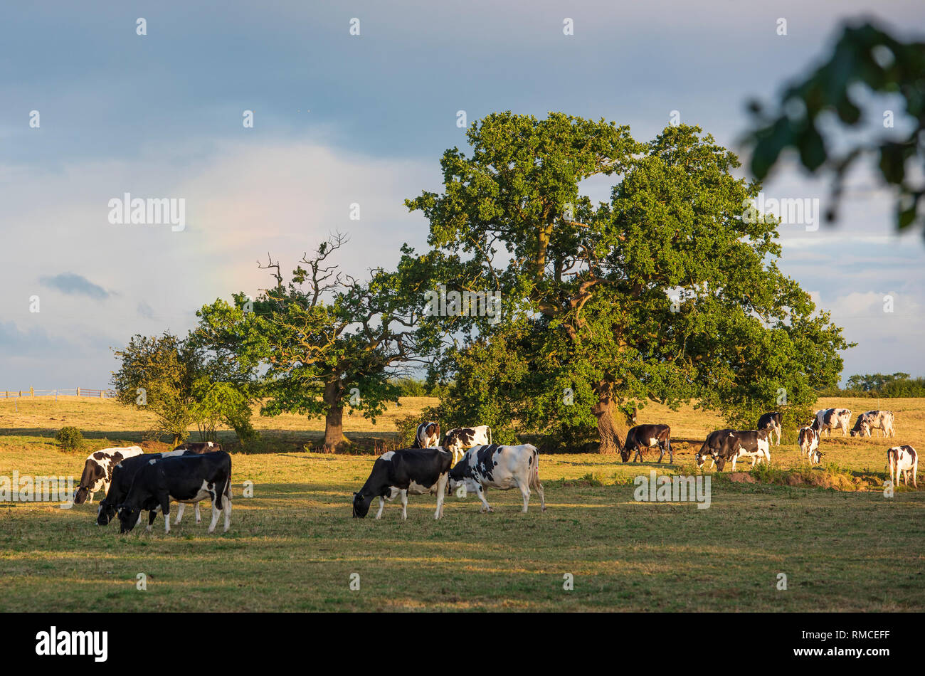 Vacche da latte che pascolano nella luce della sera, Cheshire. Foto Stock