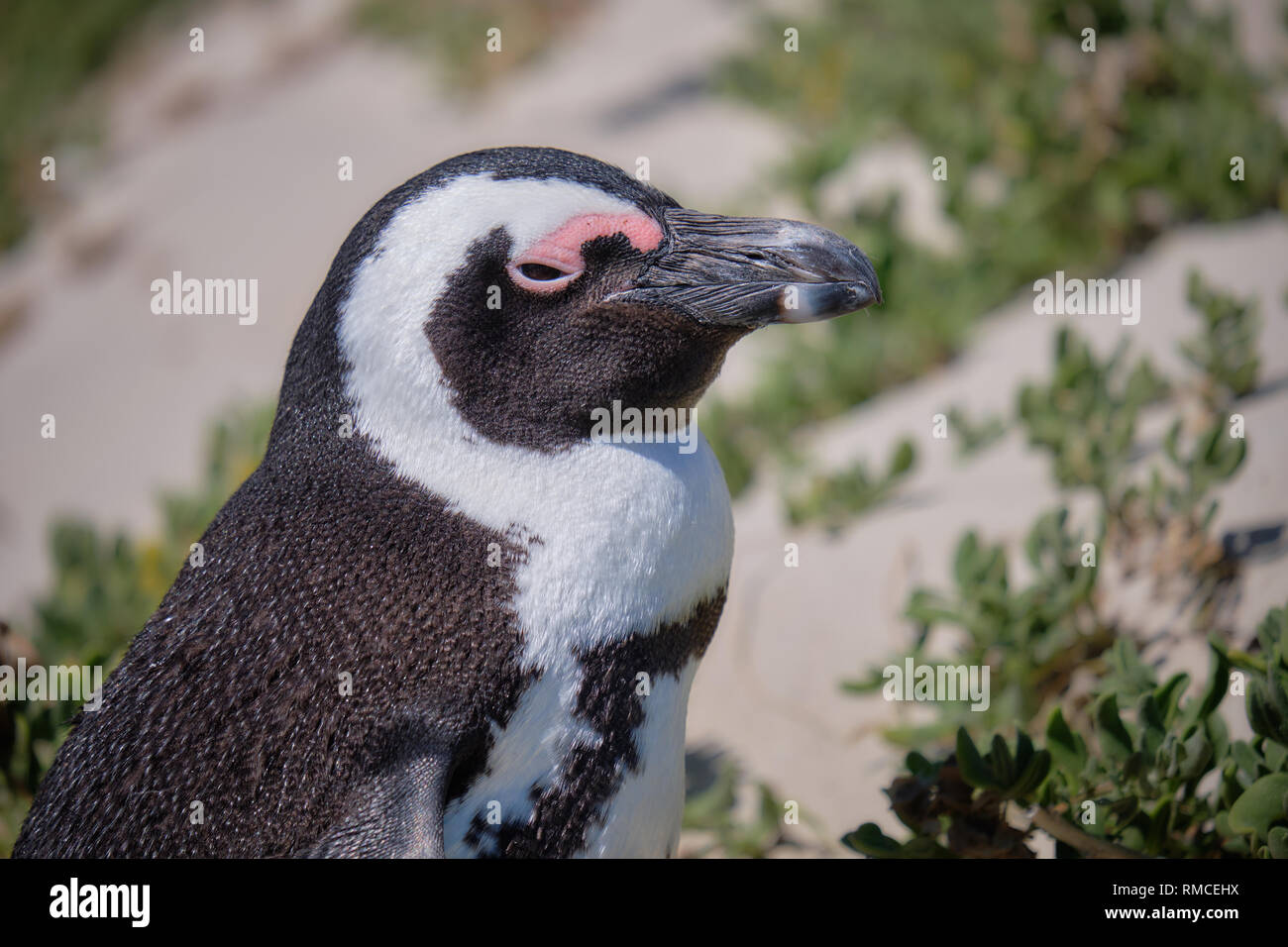 Lateralmente il ritratto di un pinguino africano contro uno sfondo sfocato di vegetazione e dune di sabbia. Foto Stock